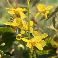 Epimedium x perralchicum 'Frohnleiten'
